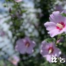 무궁화100리길 이미지