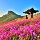 황매산 철쭉제 이미지