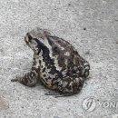 두꺼비 이미지