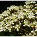 마가목민박 이미지