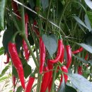 이레농장 이미지