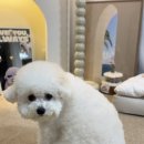 빙그루밍 이미지