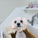 루이비숑 이미지