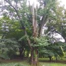 나무의 꿈 이미지