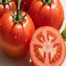 토마토 이미지