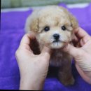 달링하이울산 이미지