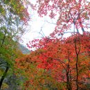 141101 정족산(영산대-주남고개-정족산-대성암-상리천계곡-천성샘-영산대) 이미지