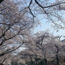 장터길 | [경남/하동] 화개장터 벚꽃축제 실시간 후기 십리벚꽃길 교통지옥 솔직리뷰