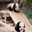 판다
