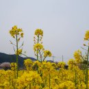 맹방유채꽃마을 이미지