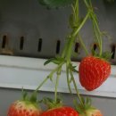 단산농장 이미지