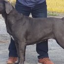 누리켄넬 이미지