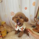 예쁘개 미용 이미지