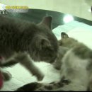 낭만고양이 - 서초구 사평대로20길 58 | 낭만고양이