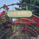 장미의거리5 이미지