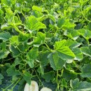 빈이네농장 이미지