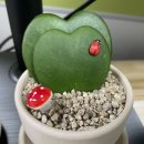 호야상점