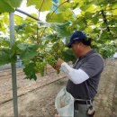 반곡 농장 이미지