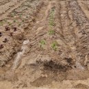 주만농장 이미지