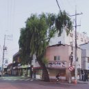 벤지애견 이미지