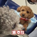 강아지 설사·묽은변 볼 때.. 항생제 없는 동물약 한동미산 후기
