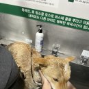 통영반려견 셀프목욕탕 이미지