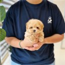 아이러브 독 이미지