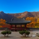 역사와 함께하는 미술여행 | 🍁 가을 단풍과 함께하는 아름다운 사찰 여행 TOP4