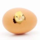 제일계란 이미지