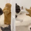냥냥미디어