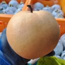 지오농장 이미지