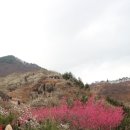 매화랜드 이미지