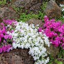 미추홀공원(다례원 내) 이미지