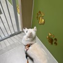 멍하우스 | 평택 동삭동 애견미용실 멍풀하우스 위생 목욕 스파 후기