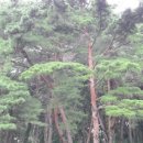 행복나무 이미지