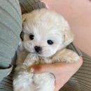 피어나개 이미지