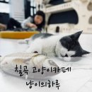 냥이의하루 카페.분양 이미지