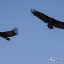 진객