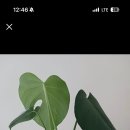 우*식