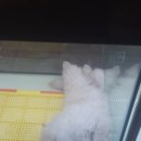 꼬마애견샵 이미지
