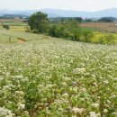 밀밭농장 이미지