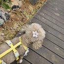 🌱 [리얼 후기] 여름철 우리 해리 산책템 찾았어요! 래핑찰리 이지세이프 클립 꿀템 리뷰 🐾