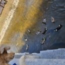 [아임 코리안] 중랑 디카시인협회 특집 6 반려동물 수상작 시리즈 이미지