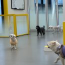 옐레드 애견유치원 & 애견호텔 진주초전점 이미지