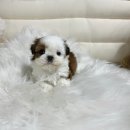 부산강아지분양 드림독 안심분양센터 부산점 이미지