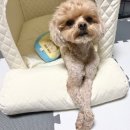 왕산해수욕장-비닐하우스 옆 | 강아지 사계절 하우스 추천 초코펫하우스 에브리데이하우스 L사이즈 내돈내산 후기