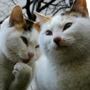 형님저예요 이미지