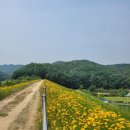 천안 천흥저수지 금계국 이미지