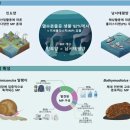 심해도 피하지 못한 ‘미세플라스틱 공습’… 수심 2000m 열수분출공서 검출 이미지