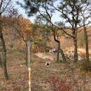 꼬미엔소 이미지